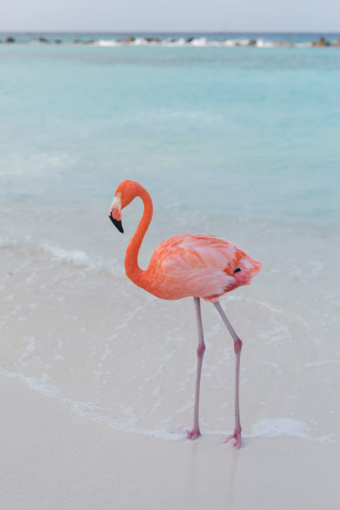 Oranjestad, Aruba Renaissance Private Island , Flamingo Beach, Ashley Renee Photography