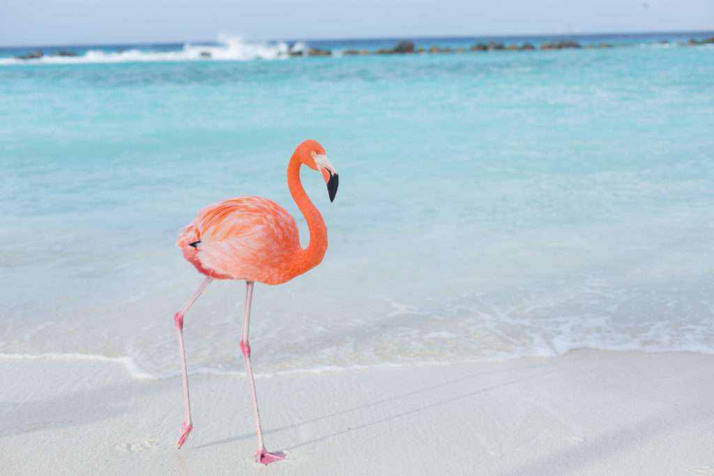 Oranjestad, Aruba Renaissance Private Island , Flamingo Beach, Ashley Renee Photography